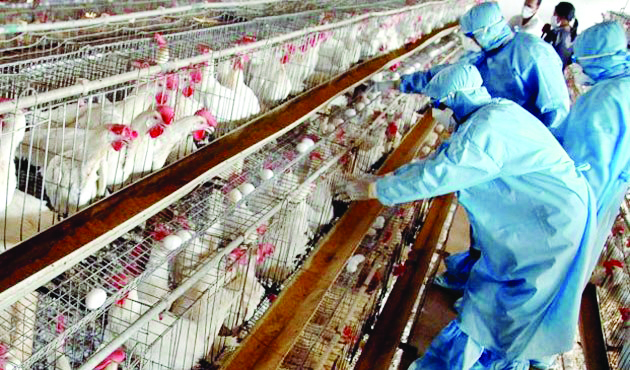 نگرانی از تکرار خسارت آنفلوآنزای پرندگان