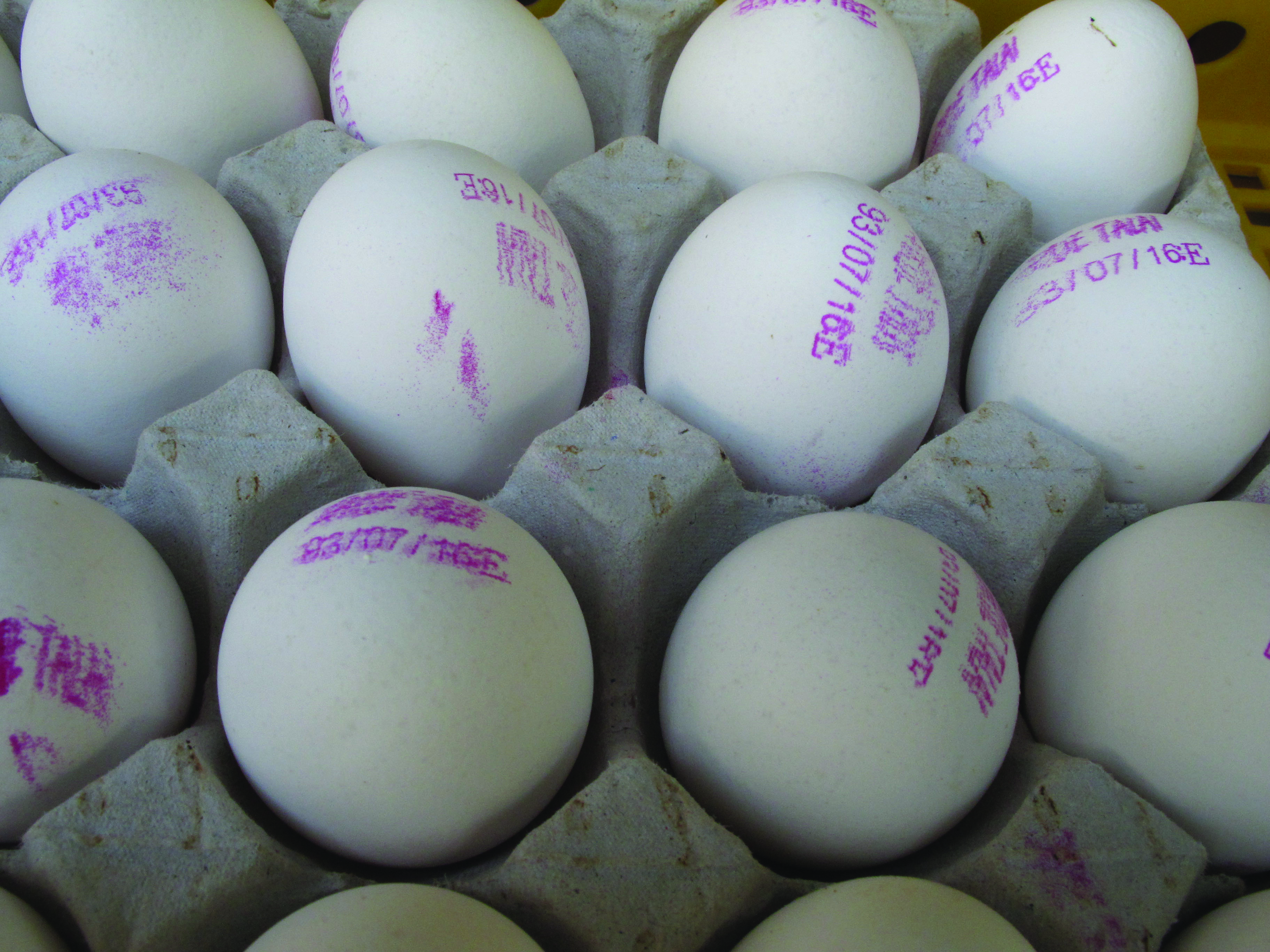 خسارت آنفلوآنزا به صنعت تخم مرغ