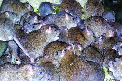 موش‌های آدم‌خوار در انتظار زلزله‌زدگان تهرانی