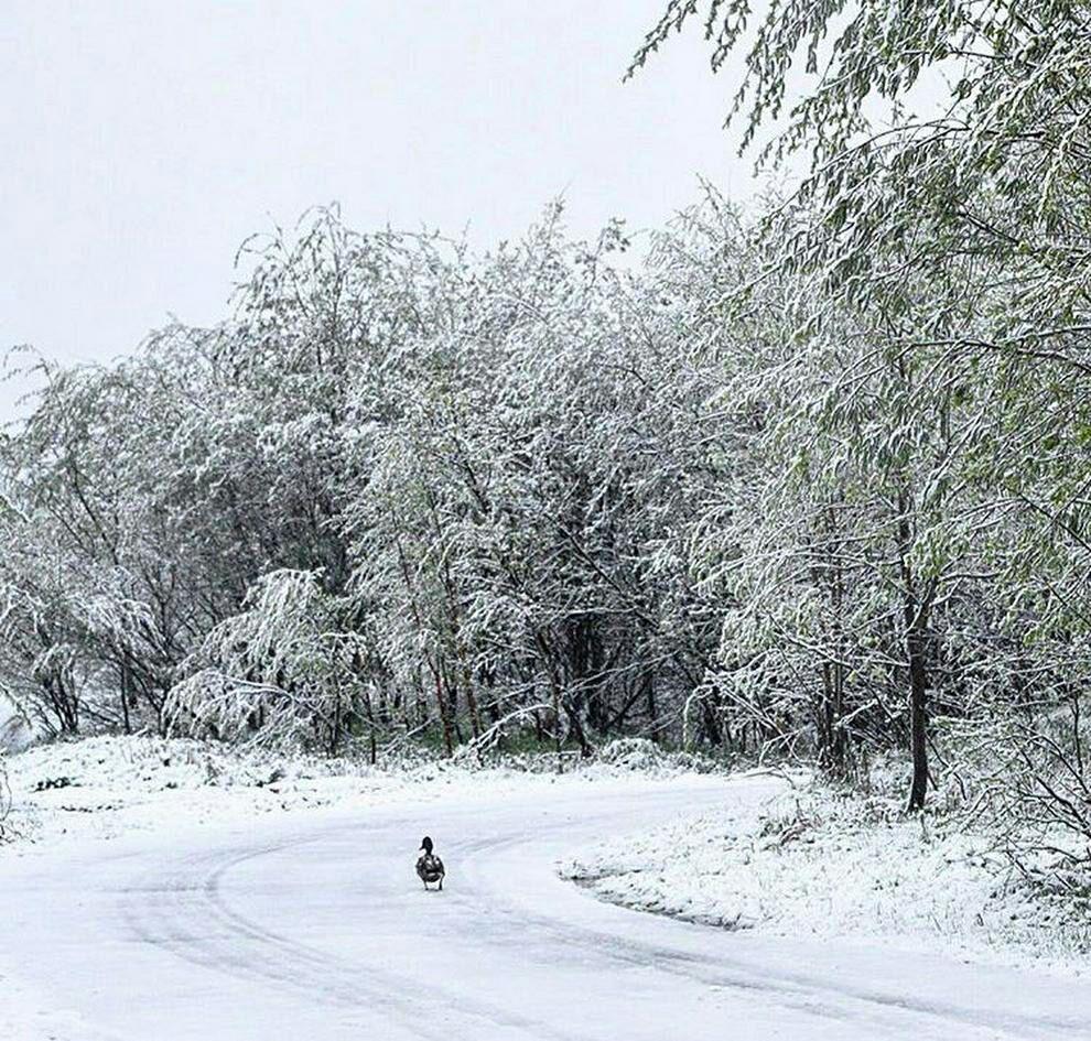 آغاز بارش برف در محور ارومیه - مهاباد و ترافیک در هراز و چالوس