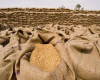صادرات ۳۰ هزار تنی گندم به عمان